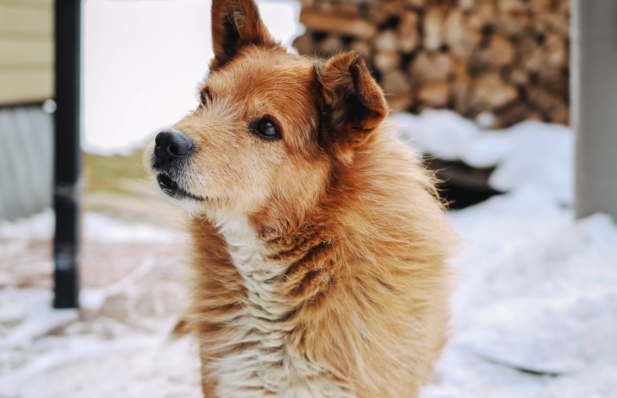 Hund in NRW in Todesgefahr – plötzlich werden SIE zu Lebensrettern