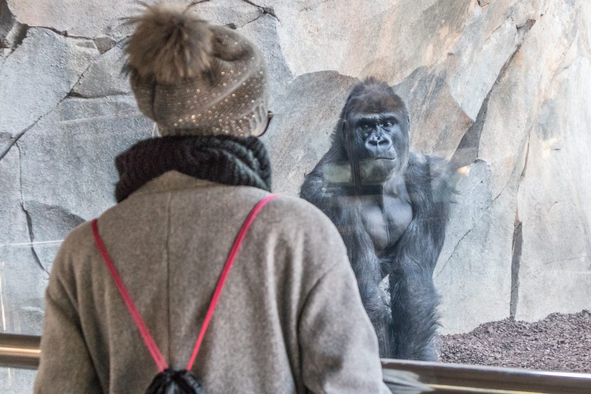 Der WÃ¼nschewagen erfÃ¼llt Carina ihren letzten Wunsch: Sie geht auf ihre letzte Reise und fÃ¤hrt in den Zoo (Symbolfoto).