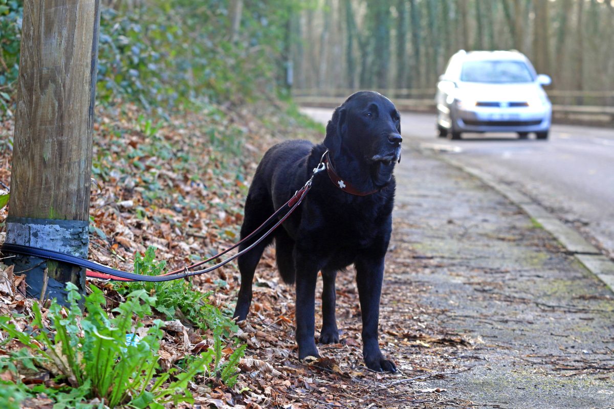 In NRW wurde ein Hund eiskalt ausgesetzt. (Archivfoto)