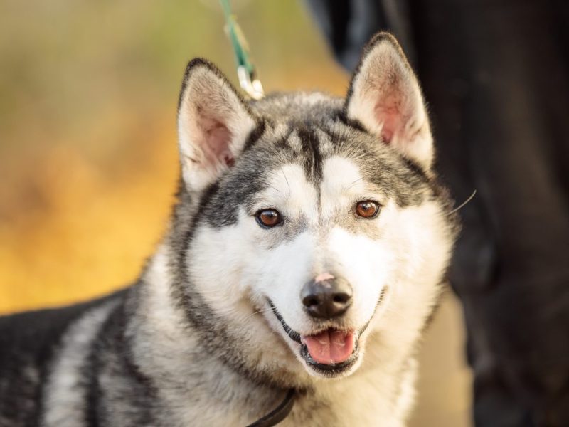 Tierheim nimmt Hund auf â€“ am nÃ¤chsten Morgen fallen die Mitarbeiter vom Glauben ab