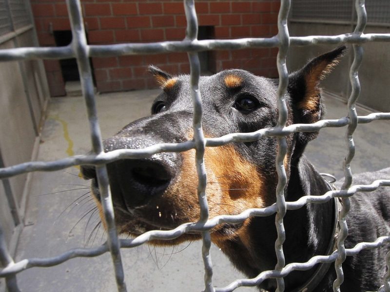 Tierheim in NRW gibt Hund an neuen Besitzer ab â€“ zwei Monate spÃ¤ter folgt die bittere Nachricht