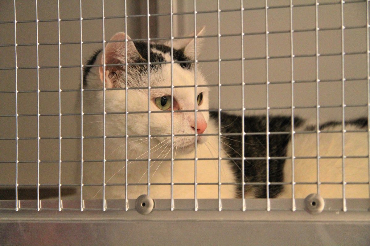 Tierheim Duisburg trauert um geliebten Kater – was er durchgemacht hat, tut allen weh