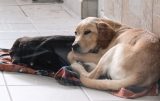 Hunde bei Zoo Zajac in Duisburg