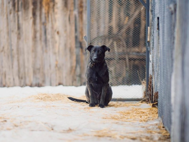 Tierheim Bochum nimmt Fundhund auf â€“ dann kommt die traurige Wahrheit ans Licht!