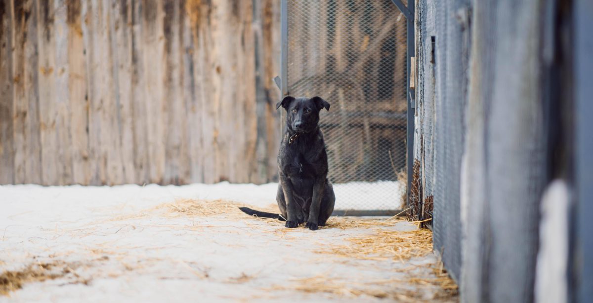 Tierheim Bochum nimmt Fundhund auf – dann kommt die traurige Wahrheit ans Licht!