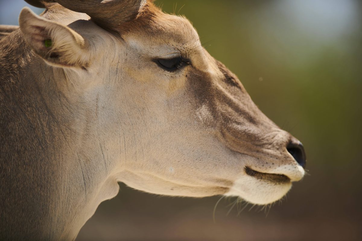 Zoo in NRW trauert nach Todesfall – Tierpfleger hatten keine andere Wahl