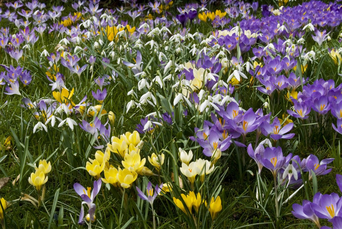 Bußgeld: Finger weg! Wenn du diese Blume pflückst, musst du bis zu 50.000 Euro zahlen