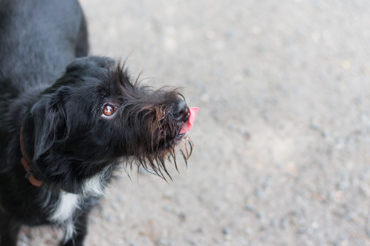 Hund landet nach Silvester-Vorfall in NRW-Tierheim – „Richtig besch***en“