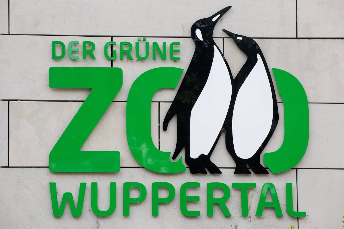 Zoo Wuppertal: Tier ausgebrochen ++ Es ist ausgerechnet ER