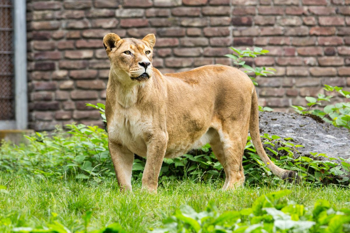 Zoo-in-NRW-l-sst-L-wen-raus-jetzt-k-nnen-die-Tierpfleger-nur-noch-hoffen