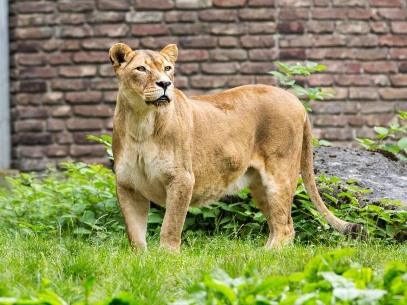 Zoo in NRW lÃ¤sst LÃ¶wen raus â€“ jetzt kÃ¶nnen die Tierpfleger nur noch hoffen