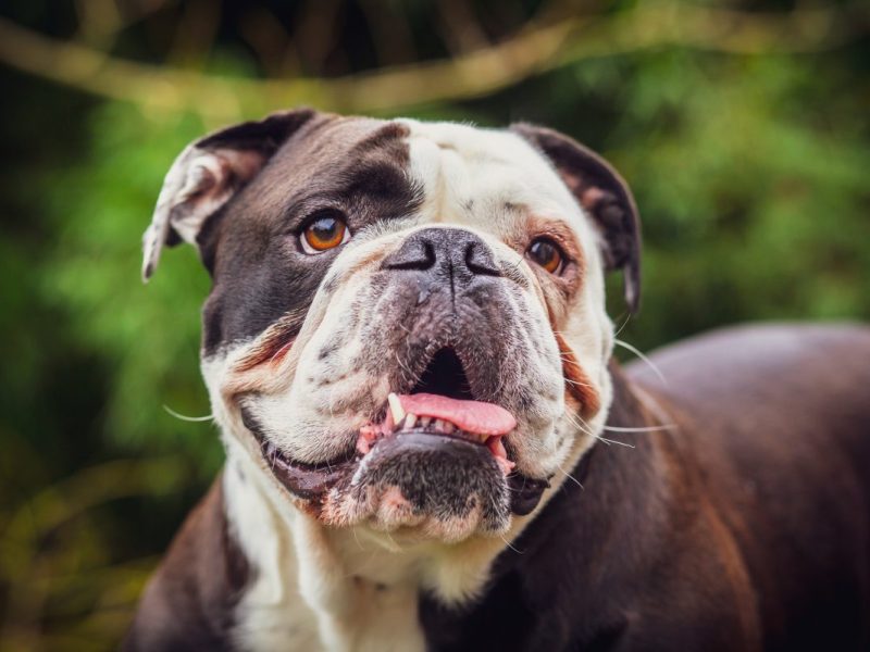 Schock-Video von misshandeltem Hund in NRW geht viral â€“ jetzt gibt es Neuigkeiten