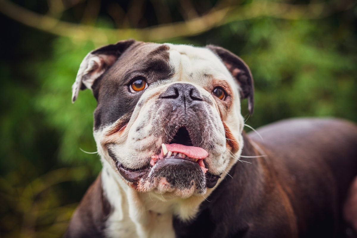 Hund Old English Bulldogge