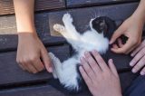 Nach dem Tod einer Baby-Katze macht ein NRW-Tierheim eine klare Ansage (Symbolfoto).