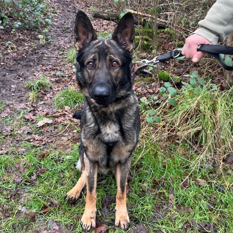 Schäferhund Schröder aus dem Tierheim Köln-Dellbrück