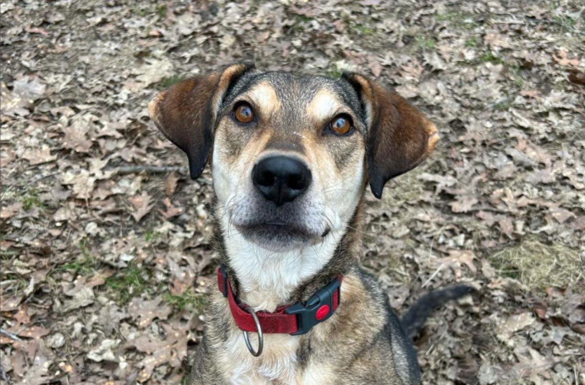 Tierheim in NRW: Hund fürchtet sich vor Männern – dahinter steckt ein trauriger Grund