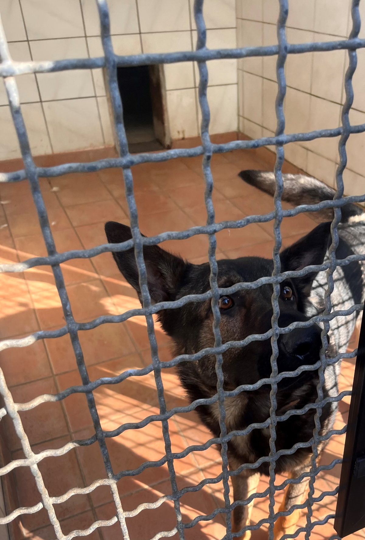 Hund SchrÃ¶der aus dem Tierheim KÃ¶ln DellbrÃ¼ck wartet auf ein neues Zuhause.