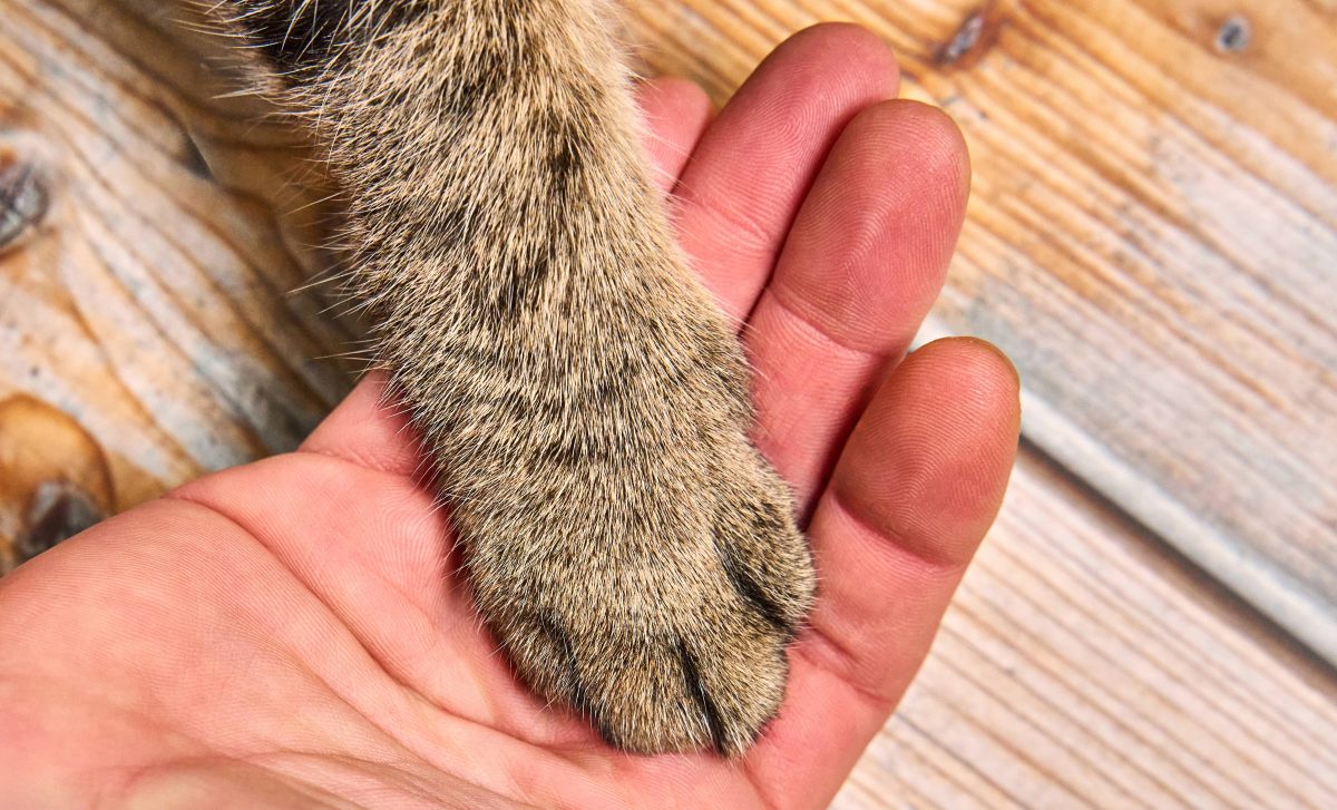 Tierheim in NRW muss Kater retten – ihre Besitzer hatten sie schon aufgegeben