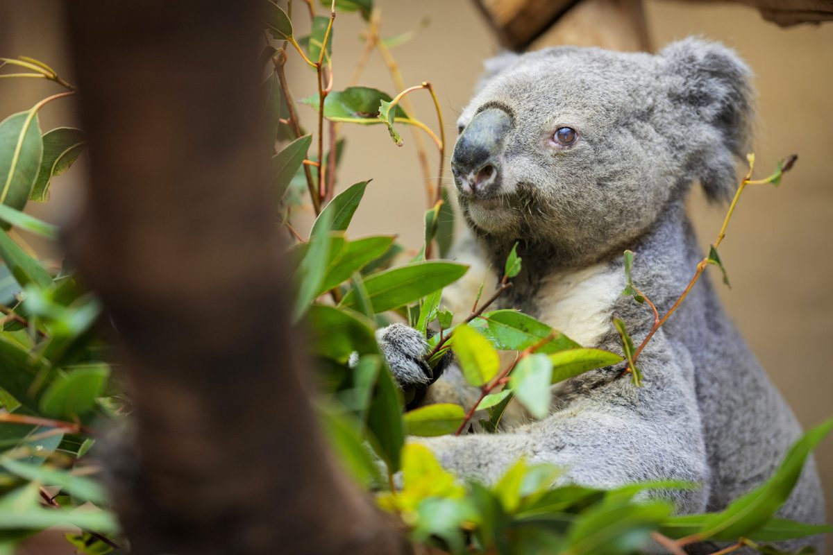 Ein Koala im Zoo Duisburg.