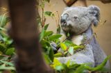 Ein Koala im Zoo Duisburg.