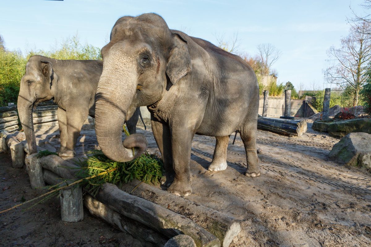 Zoo in NRW: Schon im Februar! Diesen Tag sollten sich Besucher fett im Kalender markieren