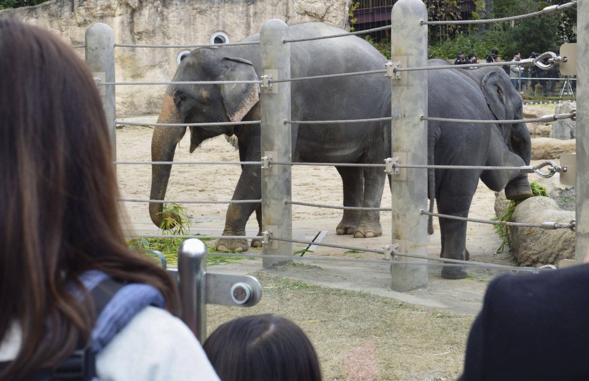 Zoo NRW Elefanten-Gehege (Symbolbild)