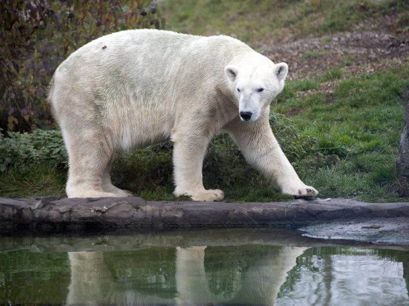 Zoom Gelsenkirchen: Nachricht macht die Runde â€“ Tierpark bittet Besucher um Hilfe