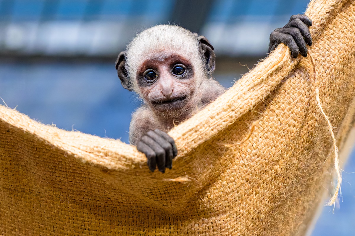 Zoo Duisburg: Foto lässt Besucher dahinschmelzen – was dahintersteckt, macht traurig