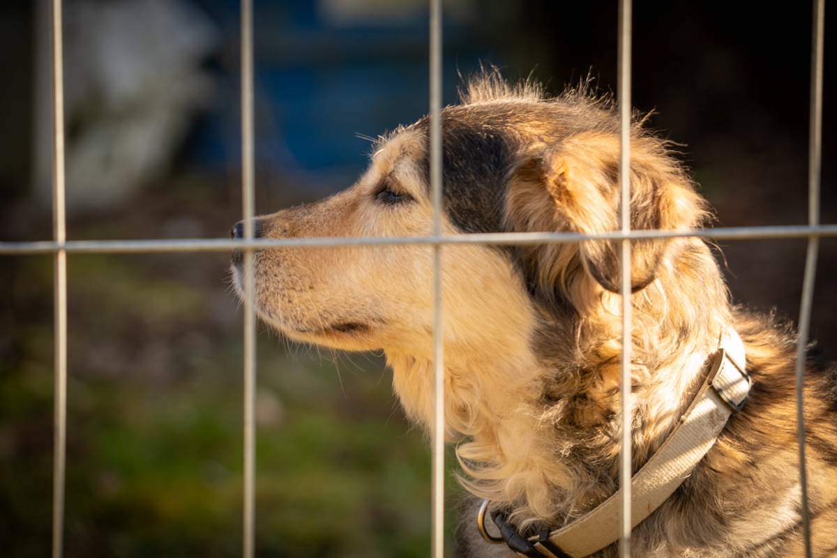 Hund landet nach Rettung im Tierheim Essen – Blick in seine Ohren bringt traurige Gewissheit