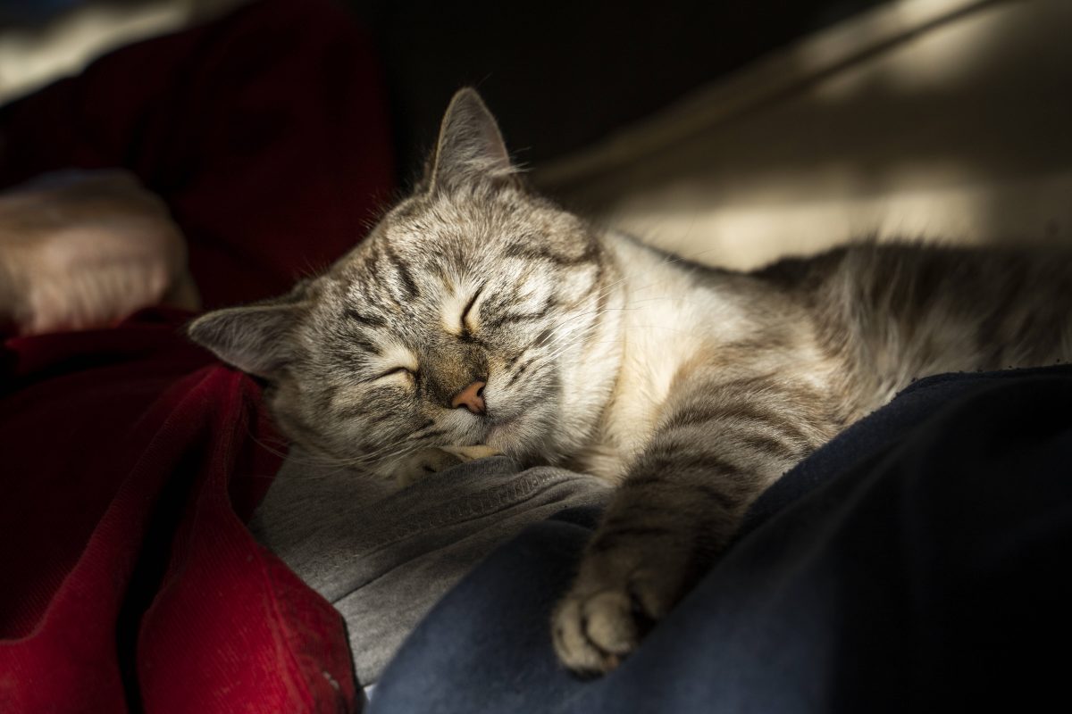 Ein Tierheim in NRW hat einen schrecklichen Verdacht nach dem Fund einer Katze (Symbolfoto).