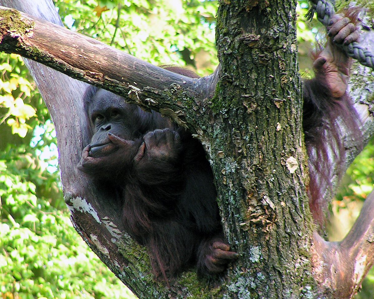 Zoo Wuppertal: Affenhaus wochenlang geschlossen – hinter den Kulissen passiert es