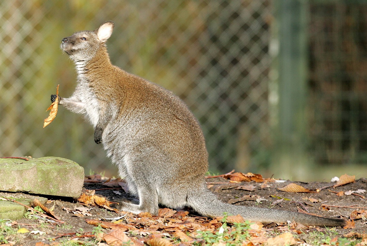 Zoo in NRW: Besucher dürfen ins Gehege – es geschah nach dem Umbau