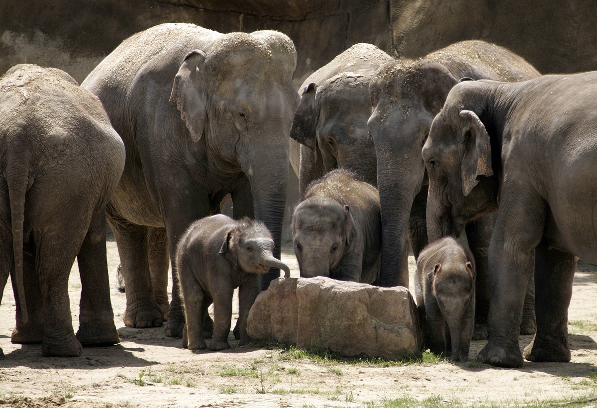 Zoo in NRW: Pfleger blicken ins Elefantengehege – es passierte mitten in der Nacht