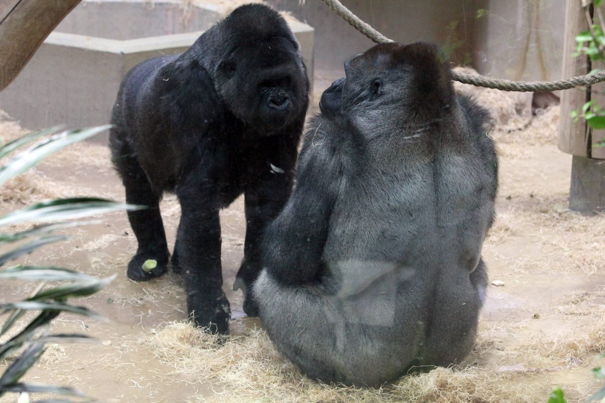 Zoo in NRW verkündet es selbst – Besucher können aufatmen