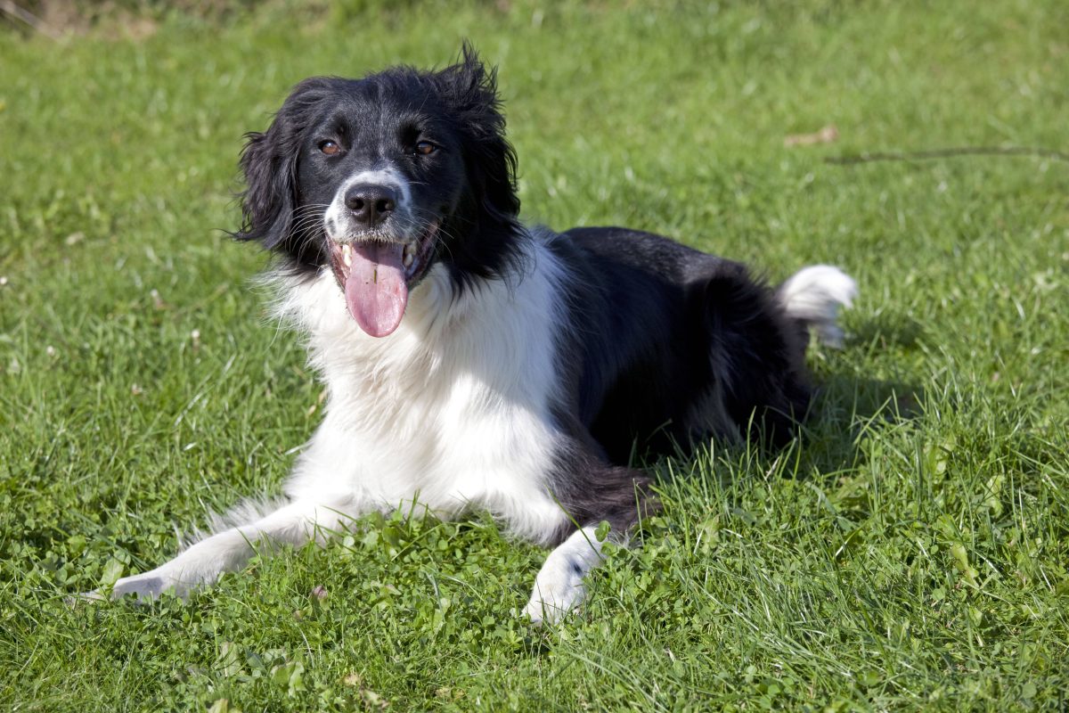 NRW-Tierheim vermittelt Hund – 14 Jahre später bekommen Pfleger plötzlich Post