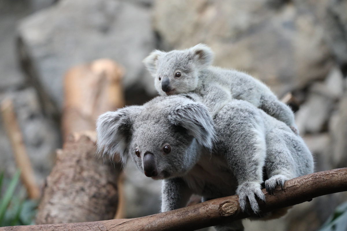 Zoo Duisburg zeigt kleines Tier-Baby – doch DAS lässt Besuchern keine Ruhe