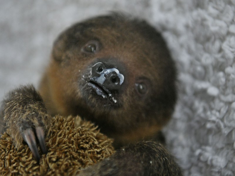 Zoo Zajac: Geheimnis um Fridolin enthÃ¼llt â€“ jetzt ist klar, wo das Faultier gelandet ist