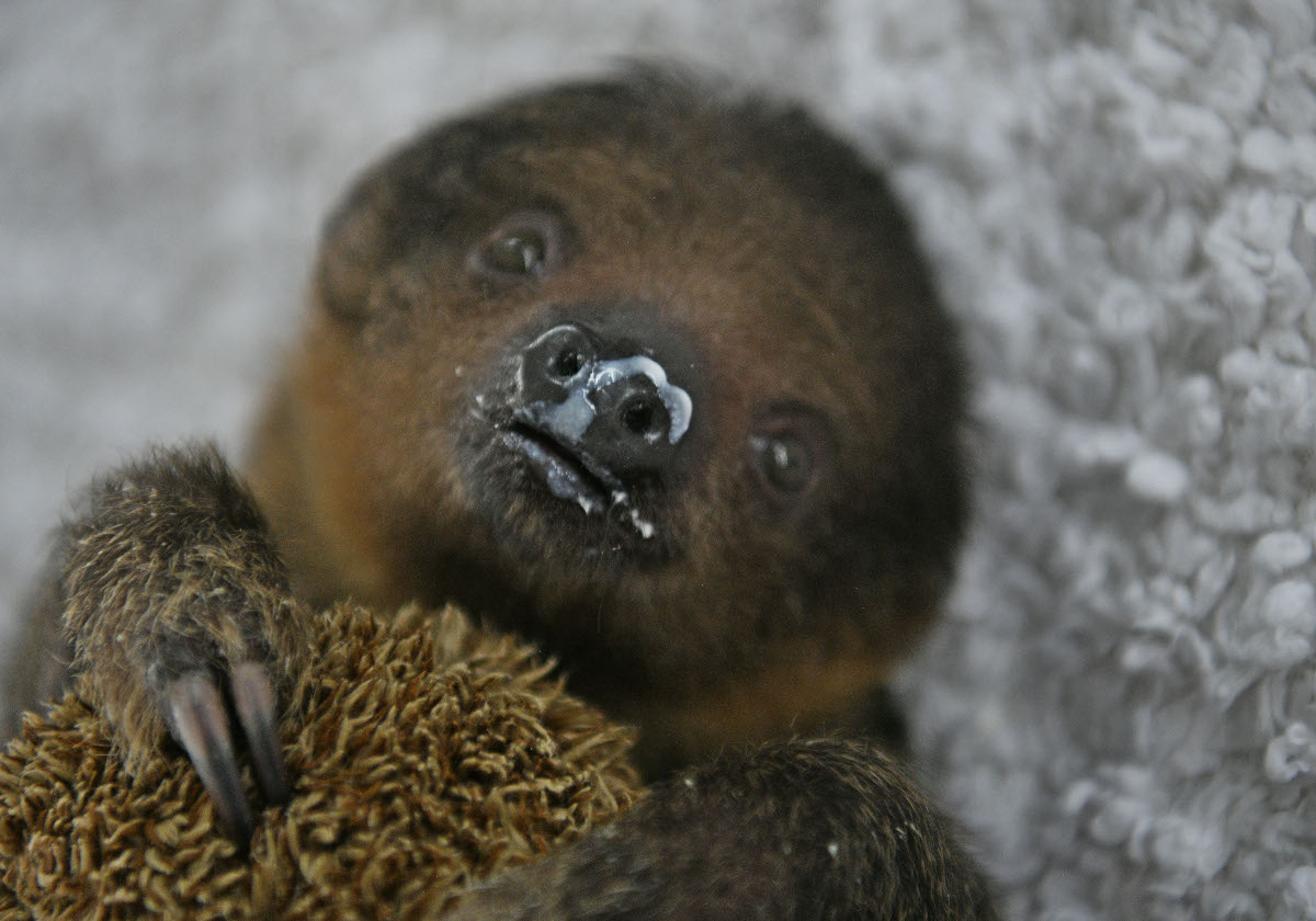 Zoo Zajac: Geheimnis um Fridolin enthüllt – jetzt ist klar, wo das Faultier gelandet ist